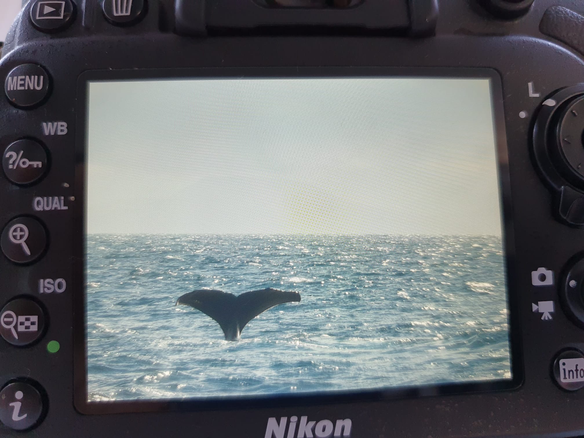 Tag 9: Stave – Whale Watching Andenes – Andøy Friluftssenter